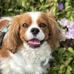 Maple Syrup - Cavalier King Charles Spaniel