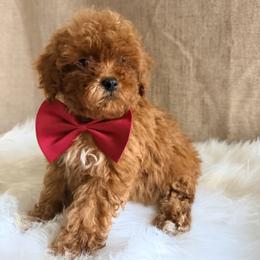 Pekingese, Poodle, and Shih Tzu Puppies from Happy puppies