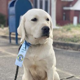 Aspen - Labrador Retriever