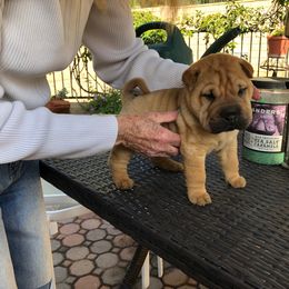 Chinese Shar-Pei Puppies from Setareh Chinese Shar Pei
