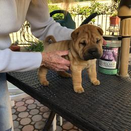Chinese Shar-Pei Puppies from Setareh Chinese Shar Pei