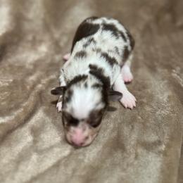 Ozzie - Red merle male Toy Australian Shepherd puppy in Miami, Oklahoma from HighEnd Aussies