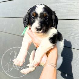 Teal - Tri-color female Bernedoodle puppy in Rockwall, Texas from Glory Doodles
