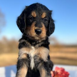 Gladys - Phantom female Bernedoodle puppy in Osage City, Kansas from Golden Ridge Goldens