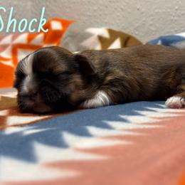 Shock - Brindle male Shih Tzu puppy in Houston, Texas from Pup Paw-lace