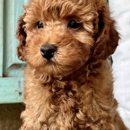 Poodle Puppies from Poodles of Tampa Bay