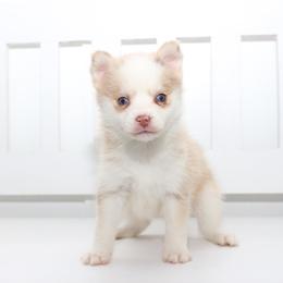 Phoenix - Merle female Pomsky puppy in Murfreesboro, Tennessee from Middle Tennessee Pomskies
