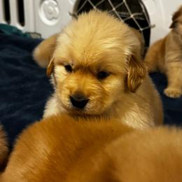 Frankincense - Golden male Golden Retriever puppy in Indiana County, Pennsylvania from Liberty's Legacy Goldens