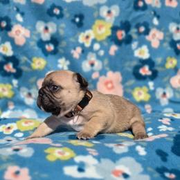 Dan - Fawn male French Bulldog puppy in Polk City, Florida from Best Friend Frenchies, LLC