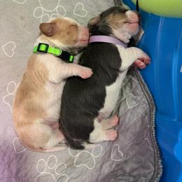 Green- Fernando - Red and white male Basset Hound puppy in Park City, Kansas from Stegmans Basset Hounds