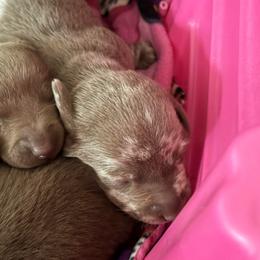 Dottie - Fawn (isabella) and cream female Dachshund puppy in Victorville, California from Wirz’s Weens