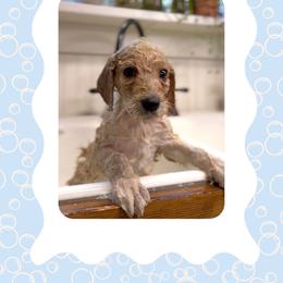 Lily - Apricot female Goldendoodle puppy in Asheboro, North Carolina from Magnolia Farm Doodles
