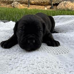 Onyx - Black brindle male Cane Corso puppy in Utah from 3Lake Kennelz