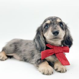 Jett - Dapple male Dachshund puppy in Moses Lake, Washington from Evergreendox Dachshunds