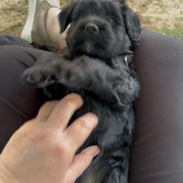 Quinn - Black female Whoodle puppy in Rising Sun, Indiana from Ruby Lane Doodles