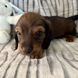 Dachshund Puppies from Kim’s Mini Weiners