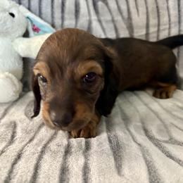 Dachshund Puppies from Kim’s Mini Weiners