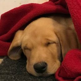 Labrador Retrievers from Drakehaven Labradors