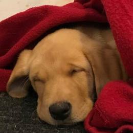 Labrador Retrievers from Drakehaven Labradors
