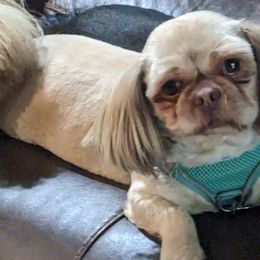 HONEY BUTTER - Shih Tzu