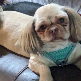 HONEY BUTTER - Shih Tzu