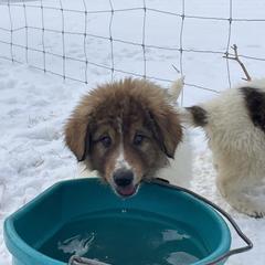 Boy 3 - Karakachan puppy from Rock Solid Ranch