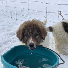 Boy 3 - Karakachan puppy from Rock Solid Ranch