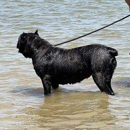 Thunder - Cane Corso