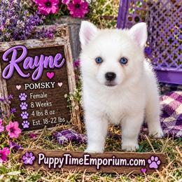 Rayne - 1900 - White female Pomsky puppy in Spring Hill, Florida from www.PuppyTimeEmporium.com