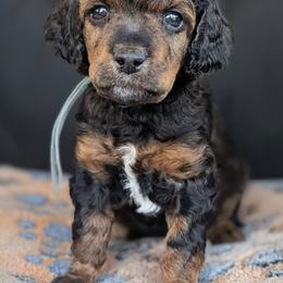 Blue Girl - Sable female Poodle puppy in Hillsboro, Illinois from Sarah's Poodles