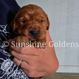 Dandy - Dark golden female Golden Retriever puppy in Brookston, Indiana from Sunshine Goldens