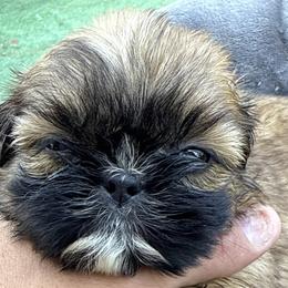 Will - Liver male Shih Tzu puppy in West Palm Beach, Florida from Must Be Love