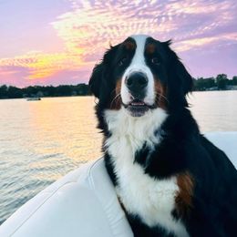 LoLa Bell - Bernese Mountain Dog