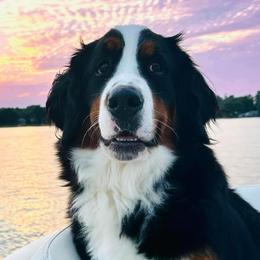 LoLa Bell - Bernese Mountain Dog