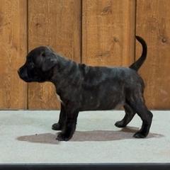 Amethyst - Brindle and white female Staffordshire Bull Terrier puppy in Rochester, Minnesota from K8'sK9s and MedCity Staffords