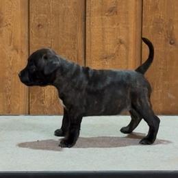 Amethyst - Brindle and white female Staffordshire Bull Terrier puppy in Rochester, Minnesota from K8'sK9s and MedCity Staffords
