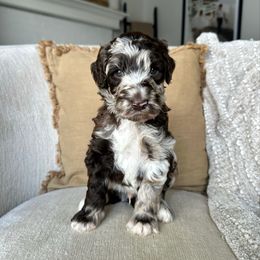 Dill - Merle male Labradoodle puppy in Newark, Ohio from Raising Doodles