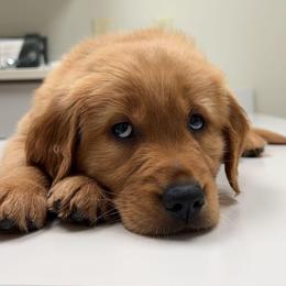 Golden Retrievers from The Golden Life