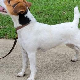Jack Russell Terrier puppies from Shepherd Park Kennels