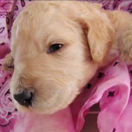 Pink collar - Cream female Goldendoodle puppy in Willow Springs, Missouri from Todd Family Homestead