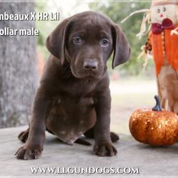 German Shorthaired Pointer and Labrador Retriever Puppies from LL Gun Dogs, LLC