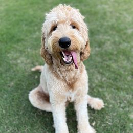 Tucker - Goldendoodle