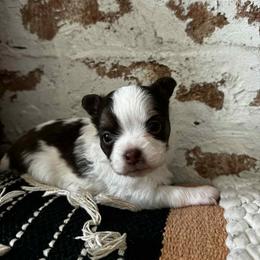 Siegfried - Chocolate and white male Chihuahua puppy in Tyner, North Carolina from Hawk's Eye Homestead