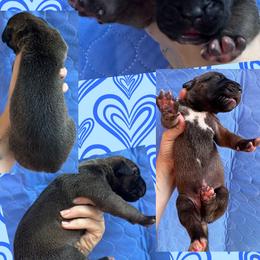 LEO - Fawn male Great Dane puppy in Wellsville, New York from Prophecy Danes