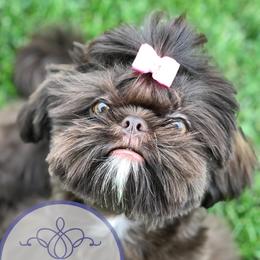 Quincee - Shih Tzu