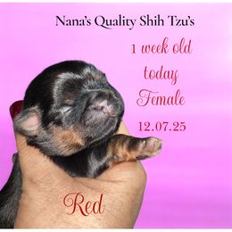 Brûlée - Black and tan female Shih Tzu puppy in Sacramento, California from NANA’S  QUALITY SHIH TZU'S