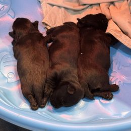 Black Girl - Black female Scottish Terrier puppy in Wellston, Ohio from White Apple Kennel