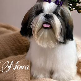 Shih Tzus from Fairy Tails Shih Tzus CA