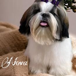 Shih Tzus from Fairy Tails Shih Tzus CA