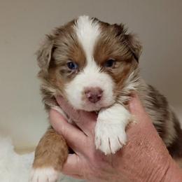 Ruby Red Slippers aka Slipper - female Australian Shepherd puppy in Sparta, Tennessee from SugarWood Australian Shepherds